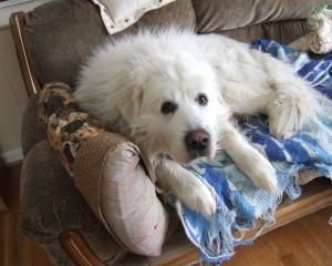 Our dog Shark. Darryl's dog is the same breed (Great Pyrenees)